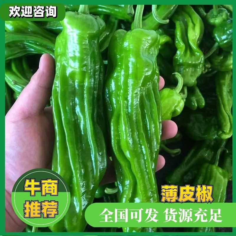 『实力代办』芜湖薄皮辣椒现货批发货源充足新鲜直达