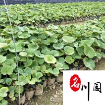 大吴风草产地直供成都吴风草苗圃基地保质保量价格公道