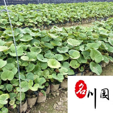 大吴风草产地直供成都吴风草苗圃基地保质保量价格公道