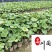 大吴风草产地直供成都吴风草苗圃基地保质保量价格公道