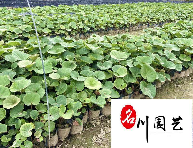大吴风草产地直供成都吴风草苗圃基地保质保量价格公道