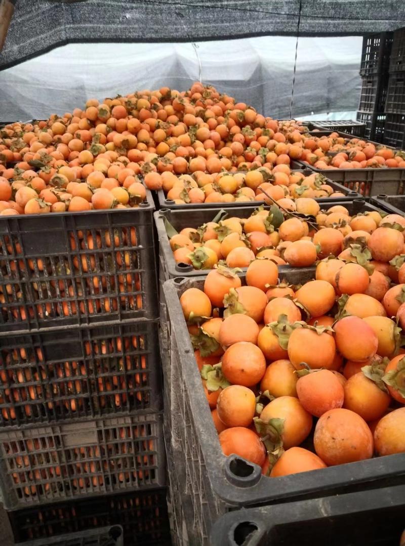 三门峡灵宝柿子吊红柿子大量有货对接商超社区电商不限量