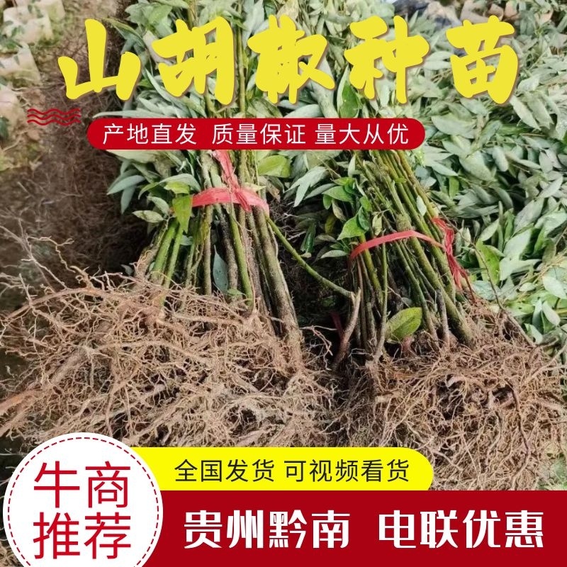 【山胡椒苗】产地批发一手货源品质保证量大从优