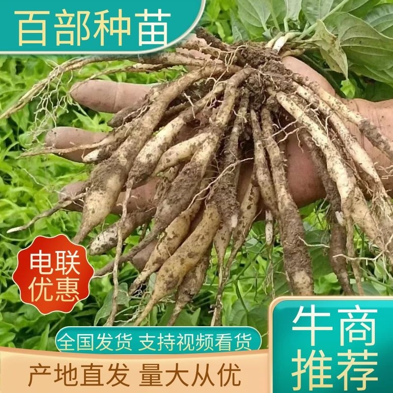 【精选】精选百部苗成活率高提供技术指导品质正宗