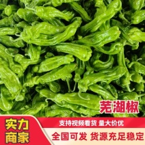 【实力推荐】山东万亩芜湖椒大量上市了