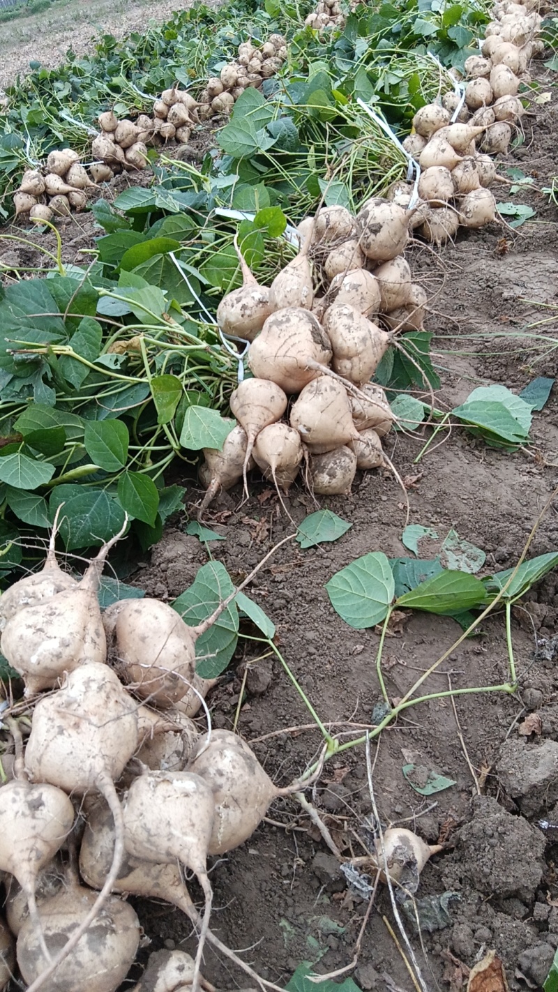 【精选】豆薯凉薯脆甜无渣量大从优对接电商团购一件代发
