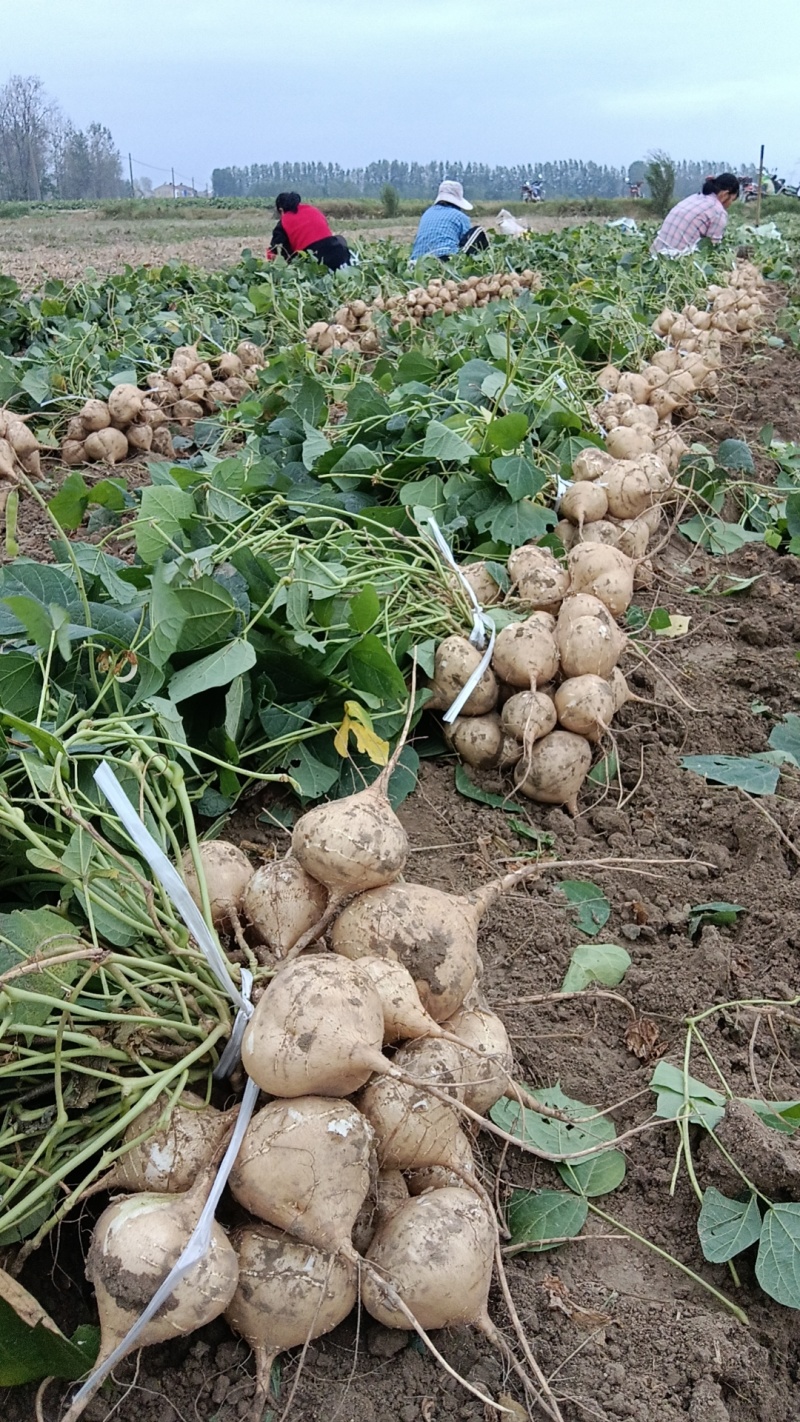 【精选】豆薯凉薯脆甜无渣量大从优对接电商团购一件代发