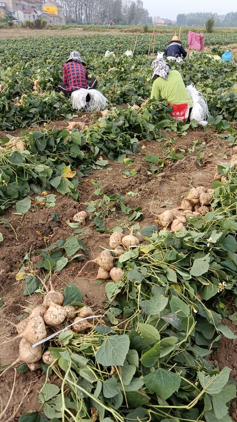 【精选】豆薯凉薯脆甜无渣量大从优对接电商团购一件代发