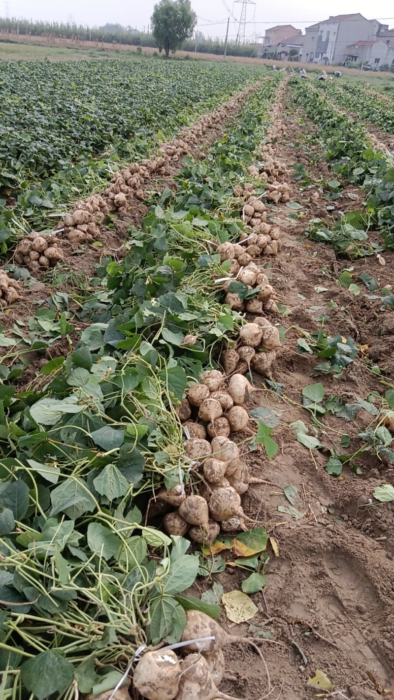 【豆薯凉薯】精选沙土地瓜沙葛湖北产地一手货源发往全国