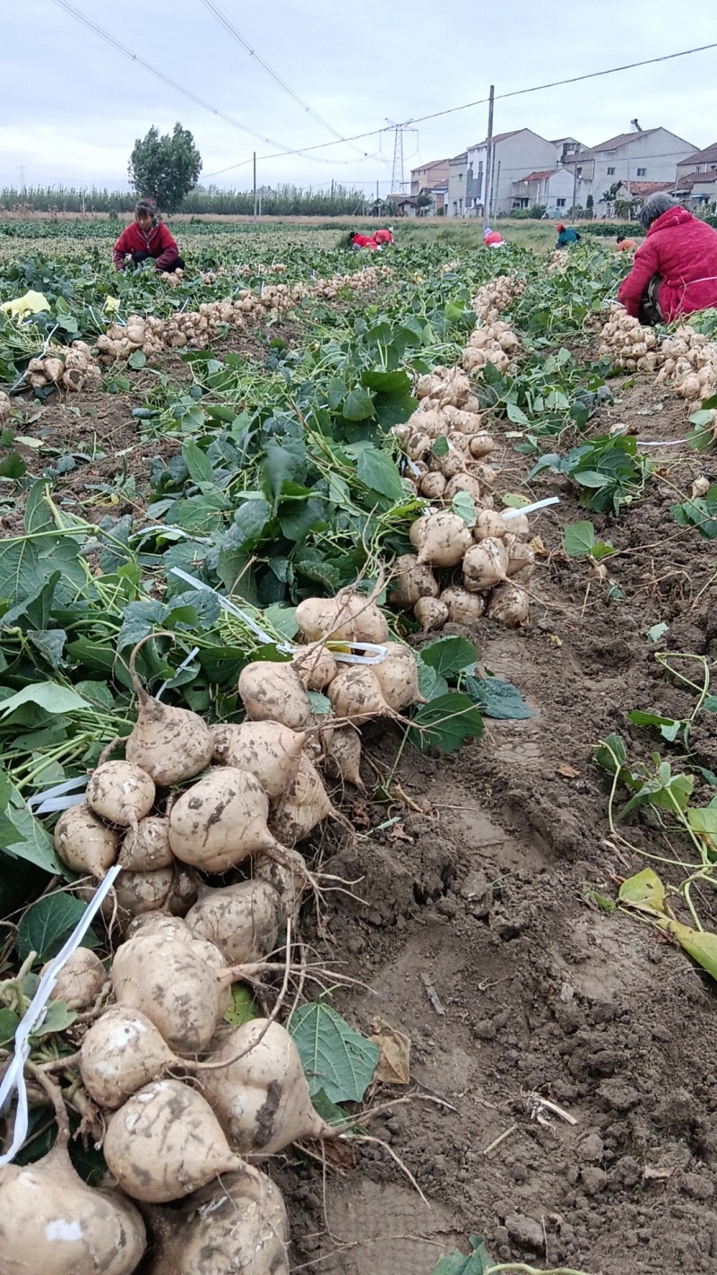 【豆薯凉薯】精选沙土地瓜沙葛湖北产地一手货源发往全国