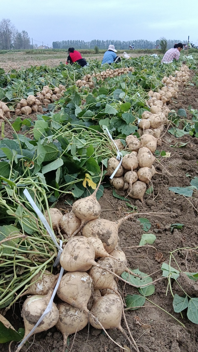 【豆薯凉薯】精选沙土地瓜沙葛湖北产地一手货源发往全国