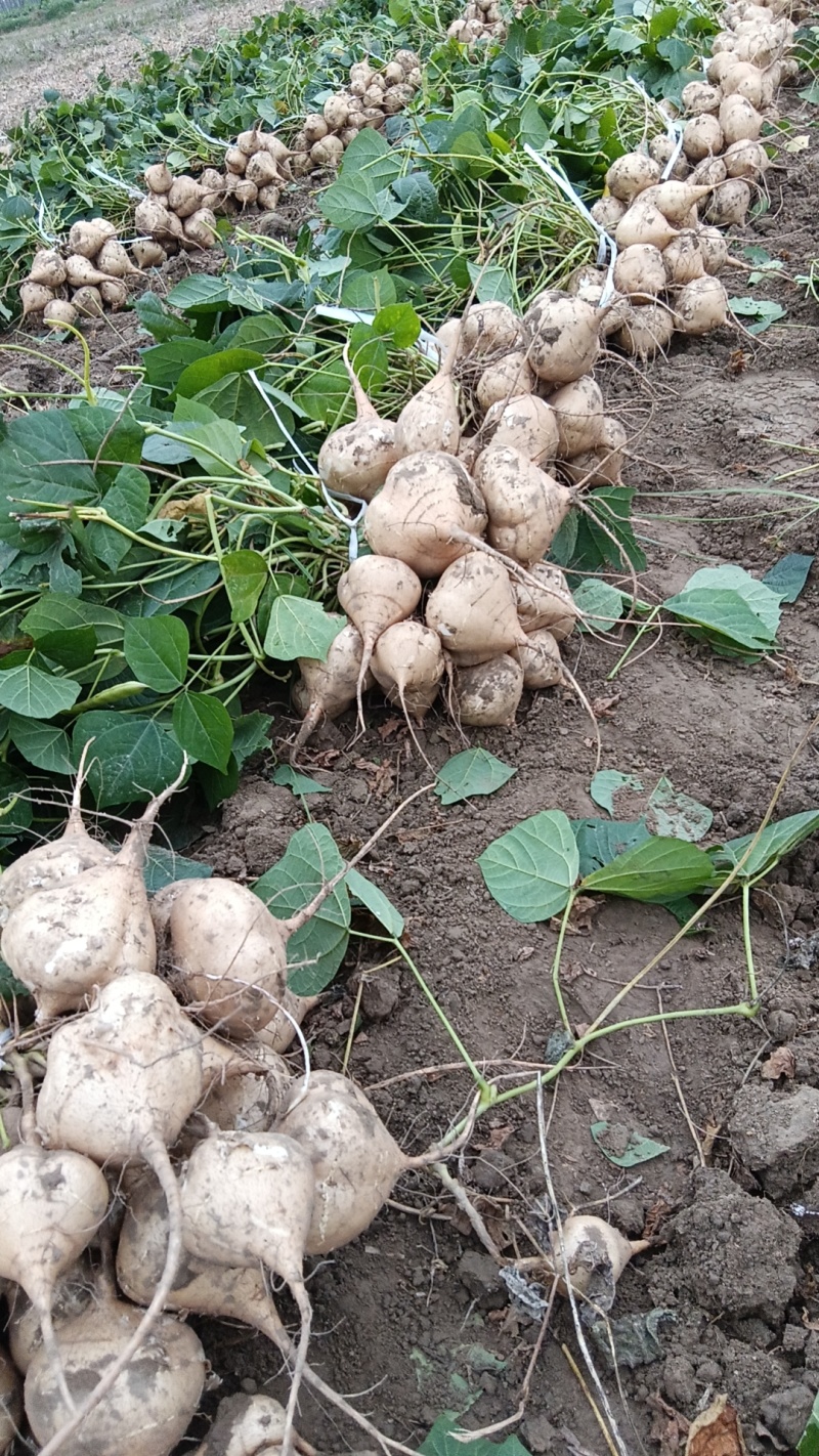 【豆薯凉薯】精选沙土地瓜沙葛湖北产地一手货源发往全国