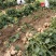 【新鲜上市】湖北凉薯豆薯地瓜可视频实地看货货源稳定