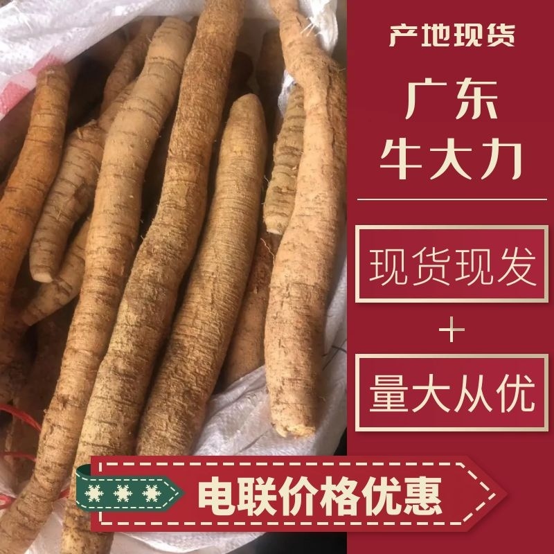 广东阳江精品牛大力厂地直发量大从优规格多样批发价电联