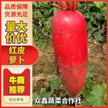 【精选萝卜】红皮萝卜山东枣庄产地直供量大从优全国电联
