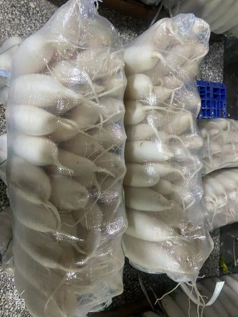 【白萝卜】精品水洗白萝卜大量有货保质保量可视频看货电联