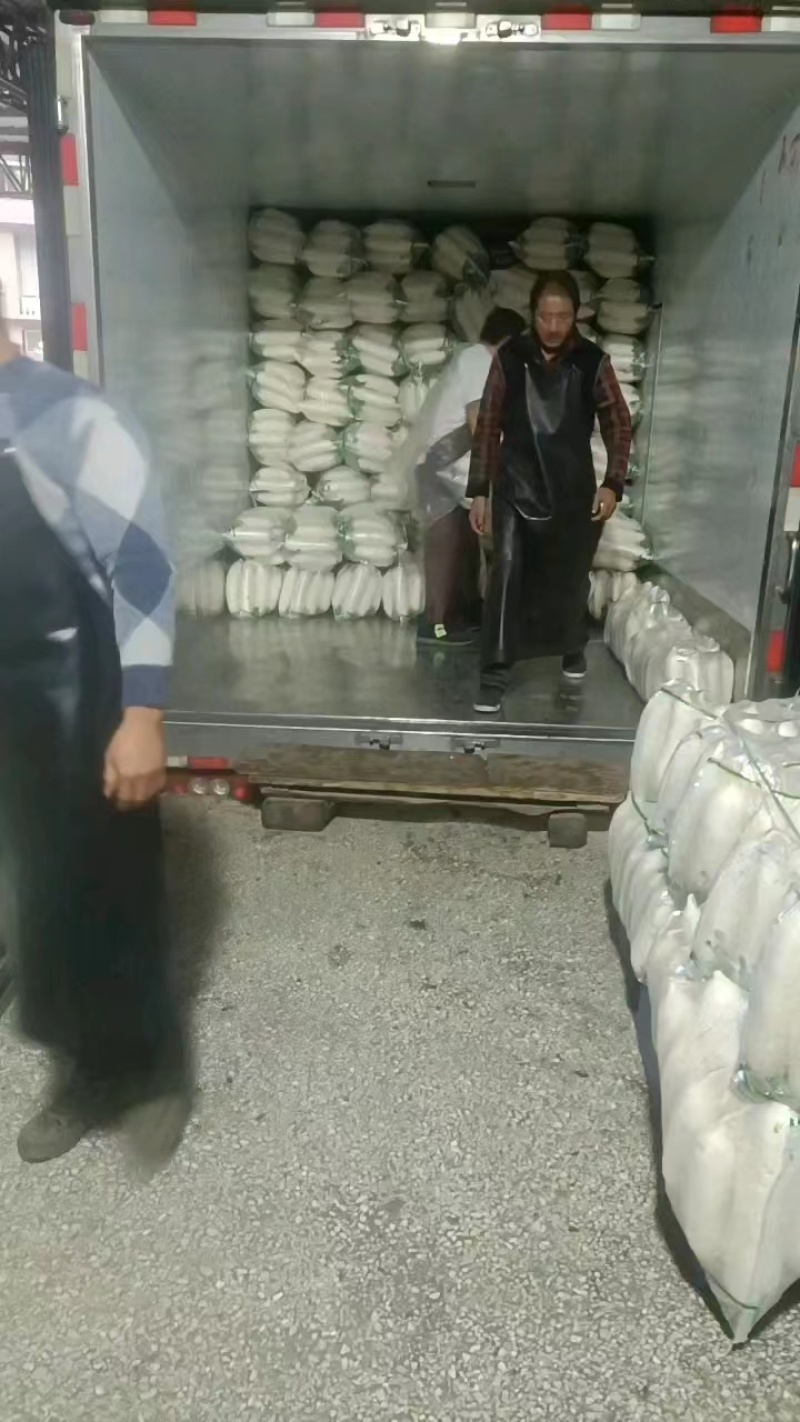 【白萝卜】精品水洗白萝卜大量有货保质保量可视频看货电联