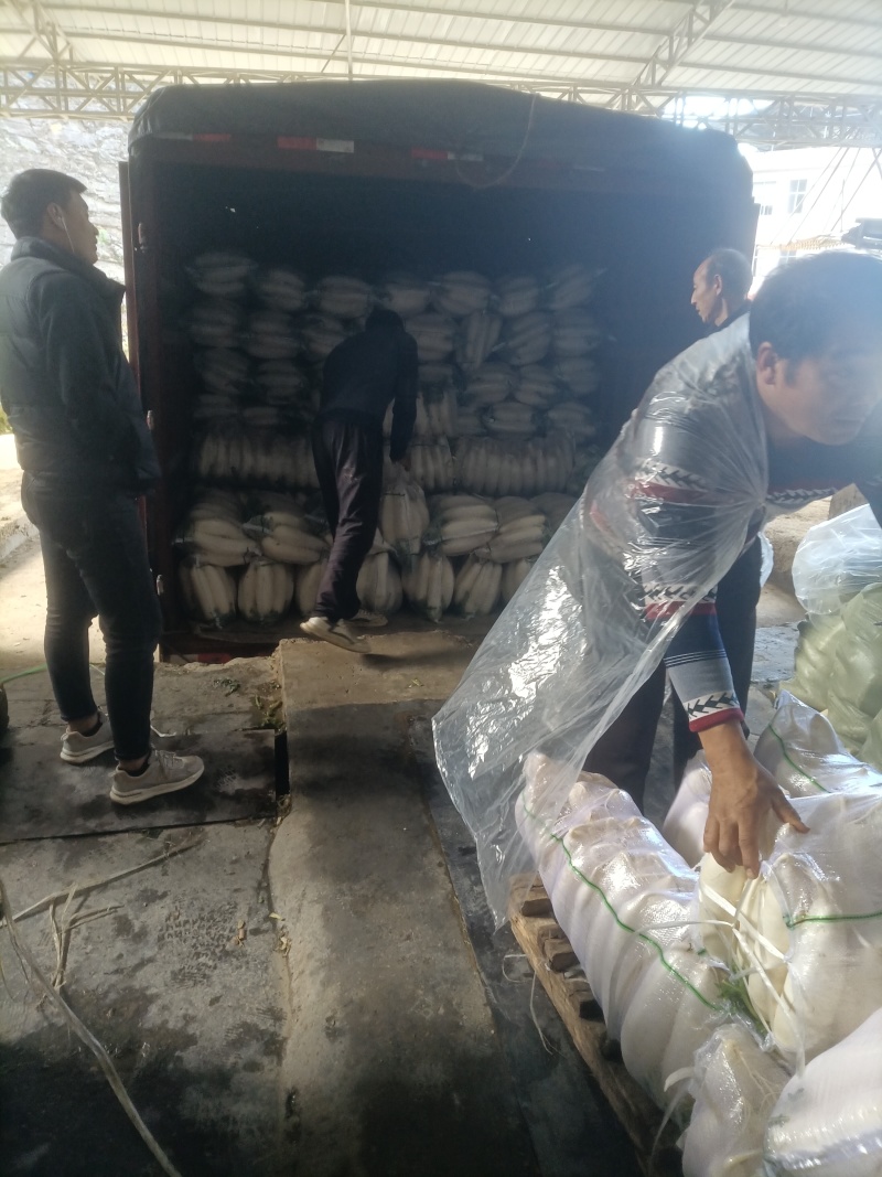 【白萝卜】精品水洗白萝卜大量有货保质保量可视频看货电联