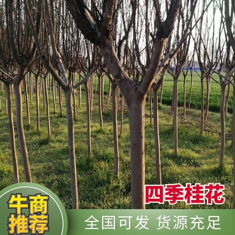 四季桂花，批发四季桂苗圃供应，园林绿化景观植物，量大优惠