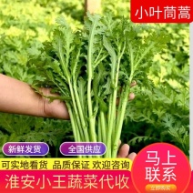 【推荐】小叶茼蒿快菜大量有货一手货源欢迎全国客户订购