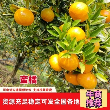 四川蜜橘皮薄口感好酸甜适中货量充足一手货源欢迎致电
