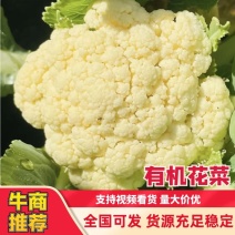 河北邯郸松花菜散花乳白菜花有机花菜全国发货