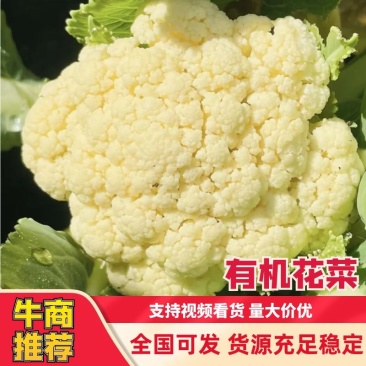 河北邯郸松花菜散花乳白菜花有机花菜全国发货