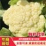 河北邯郸松花菜散花乳白菜花有机花菜全国发货
