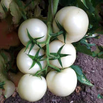 白番茄种子大果番种籽白钻石大西红柿高秧硬度高无限生长