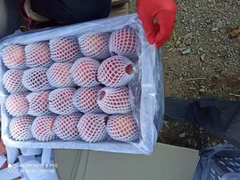 实力甘肃靖远县冰糖心红富士个大汁多大量有货量大价优欢迎来看货