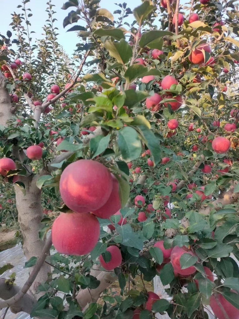 甘肃靖远冰糖心红富士苹果个大汁多大量有货量大价优欢迎来看货