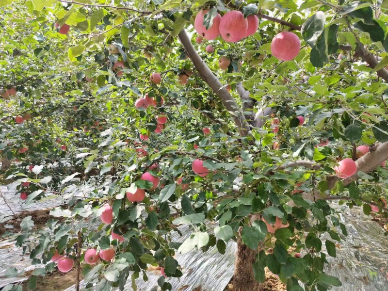 甘肃靖远冰糖心红富士苹果个大汁多大量有货量大价优欢迎来看货