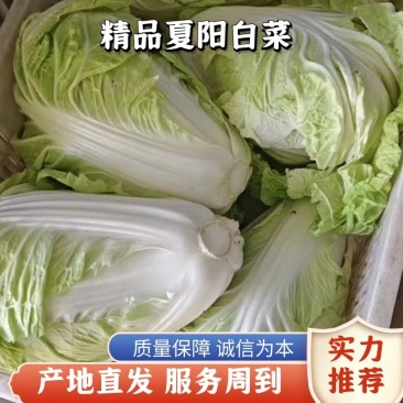 白菜夏阳白菜上市质量保证一手货源价格优欢迎电话咨询