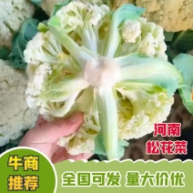 开封通许县精品松花菜产地直发货源充足量大优惠