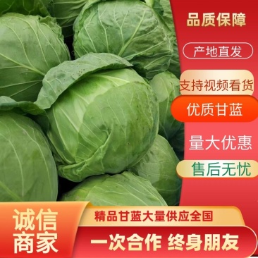 【实力优选】精品甘蓝圆包菜产地大量新鲜供应，欢迎来电洽谈