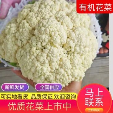 【实力优选】精品有机花菜大量新鲜上市，产地一手好货