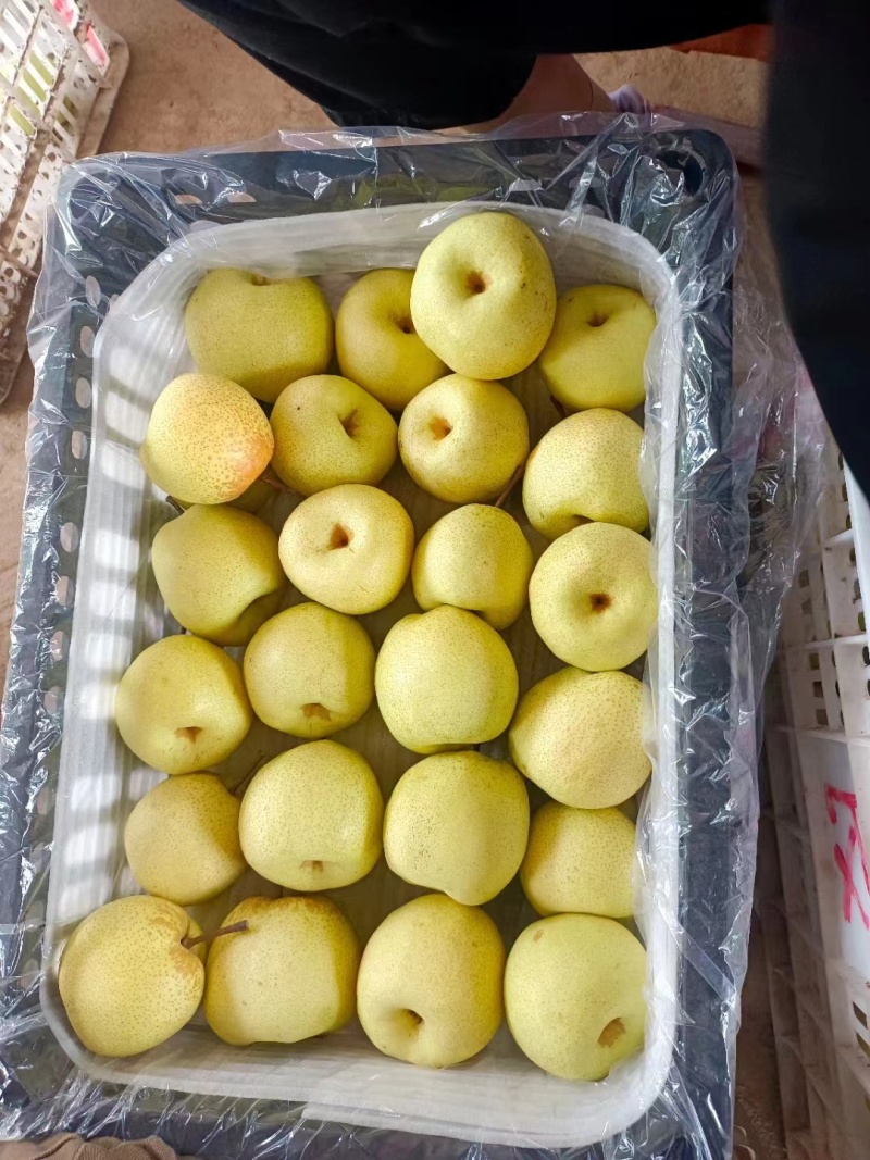 【精】山西酥梨大量上市口感脆甜汁水饱满全国发货