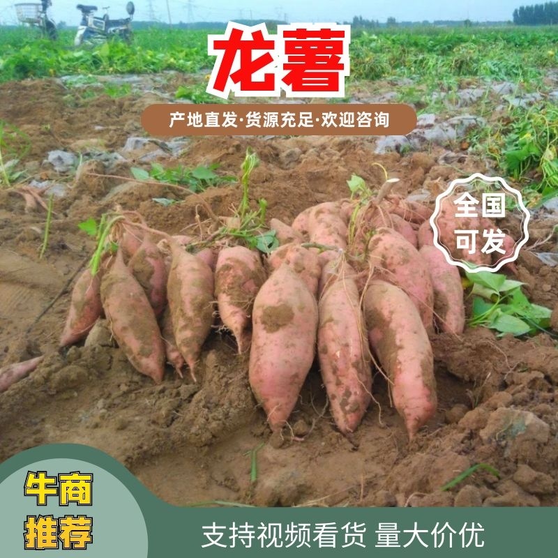 【热卖龙薯】龙薯9号河北产地直供市场商超货源充足来电优惠