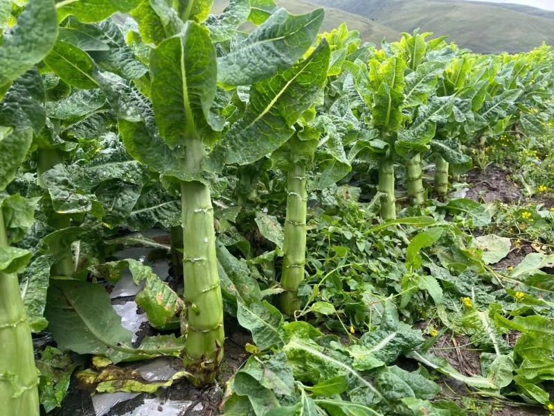 【热】四川青皮莴笋青皮青肉无空心大量低价现砍现发包走车