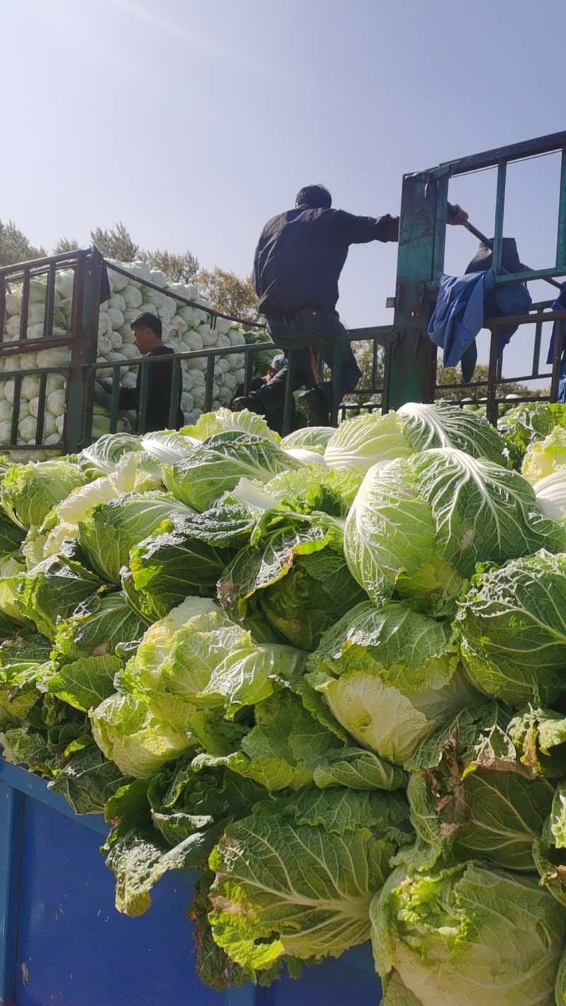 【黄心白菜】黑龙江产地大白菜货源充足上车价对接全国客商