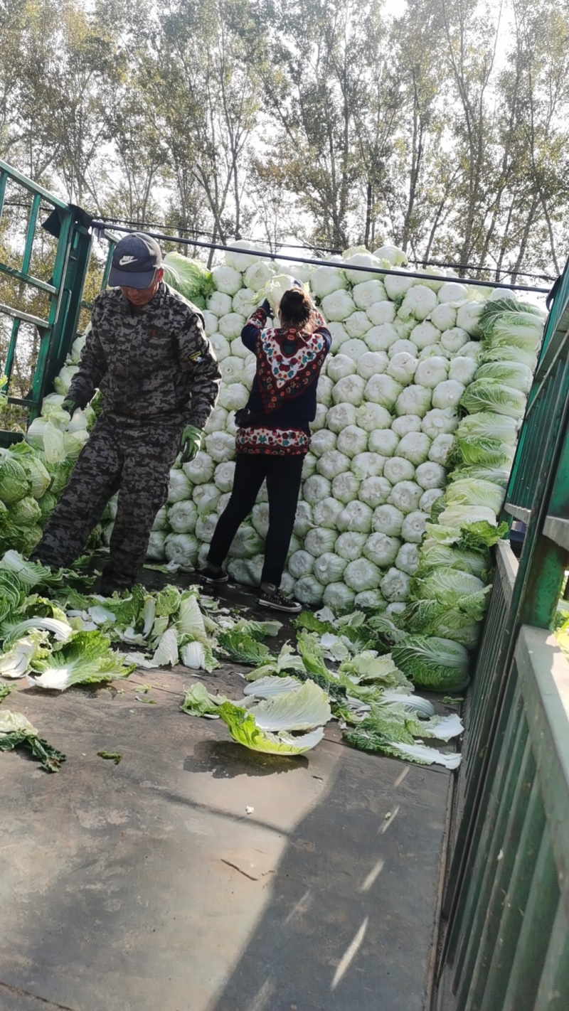 【黄心白菜】黑龙江产地大白菜货源充足上车价对接全国客商