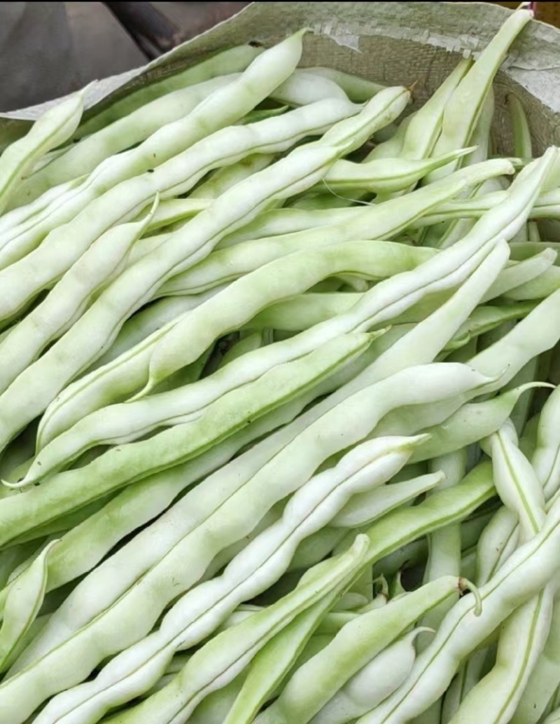 优选白大架白豆产地直发保质保量货量充足全国发货