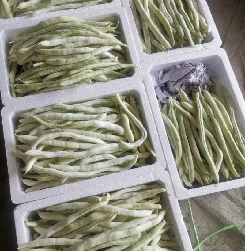 优选白大架白豆产地直发保质保量货量充足全国发货