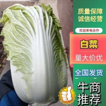 禹城冷棚白菜基地供应大量上市，黄心白菜量大从优价格优惠