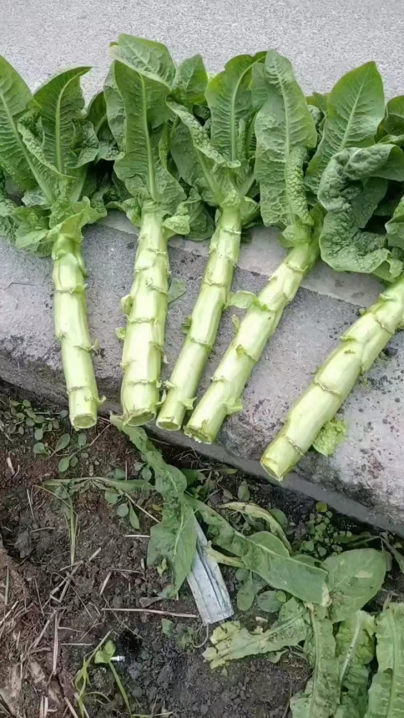 三青莴笋薄皮青肉口感好