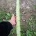 三青莴笋薄皮青肉口感好