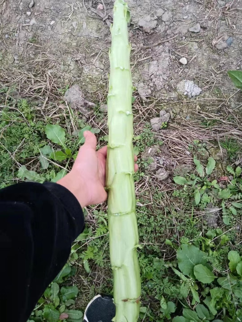 三青莴笋薄皮青肉口感好