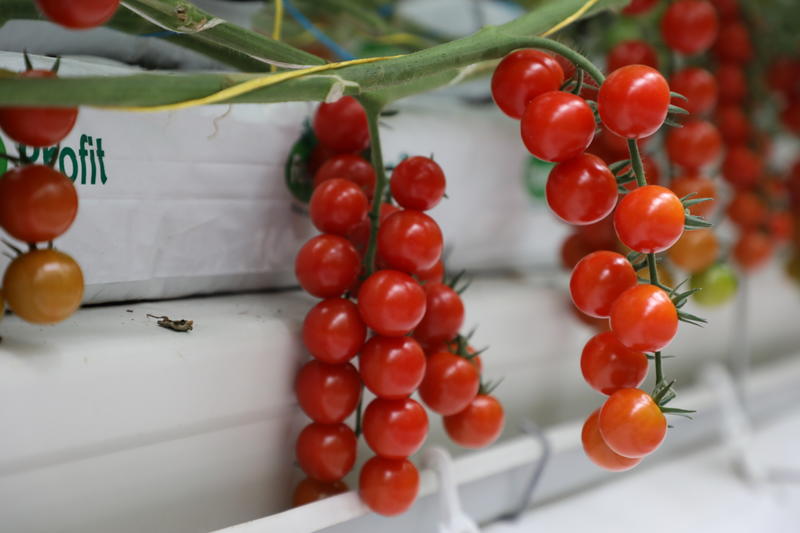 串收番茄、串红、串茄、串柿、串串番茄常年供应，价格可议