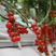 串收番茄、串红、串茄、串柿、串串番茄常年供应，价格可议