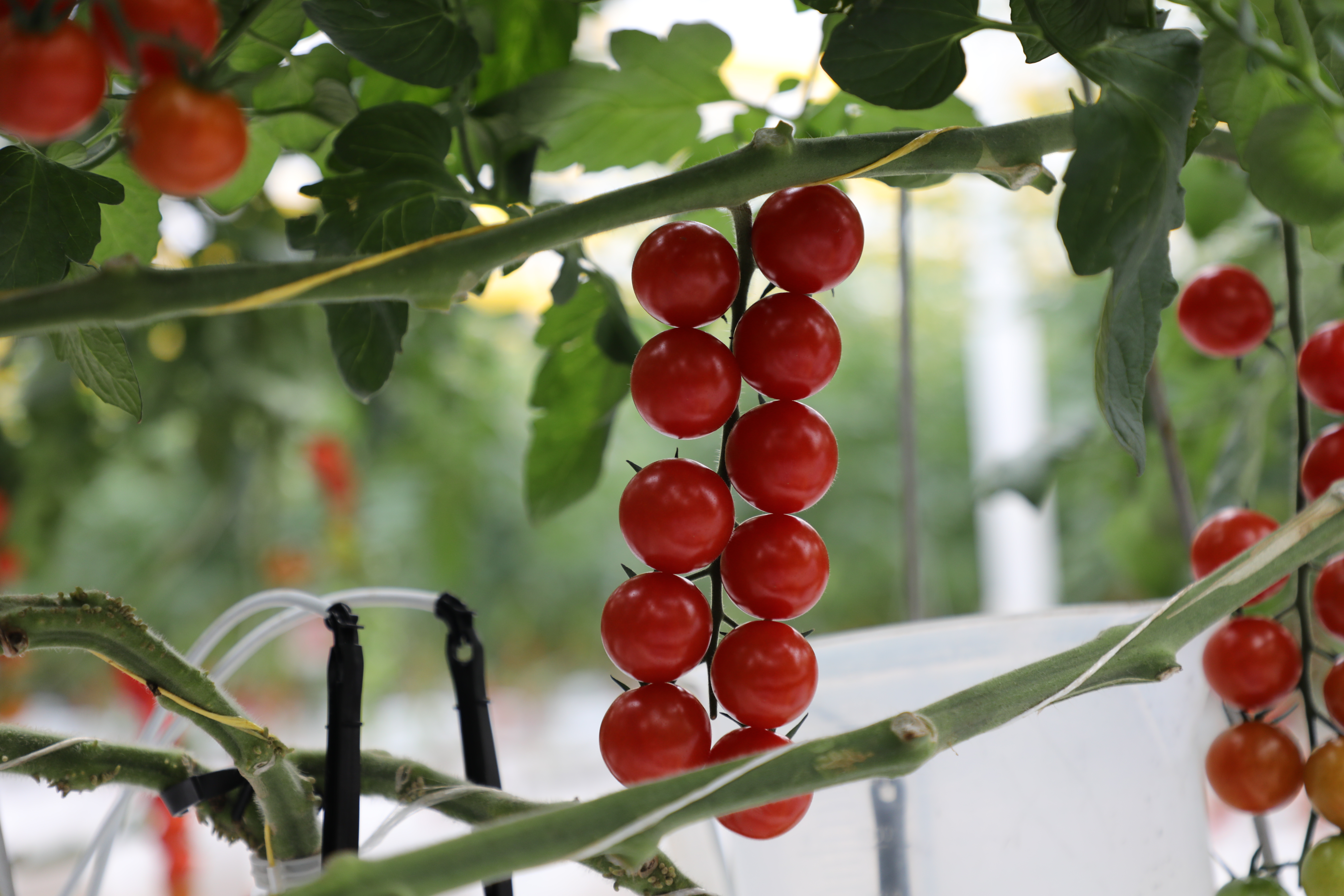 展示番茄叶片的羽状结构与锯齿边缘,绿色叶片带有细密绒毛 番茄叶特写